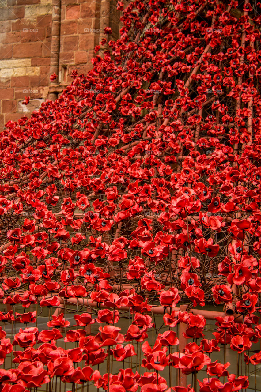 Ceramic poppies