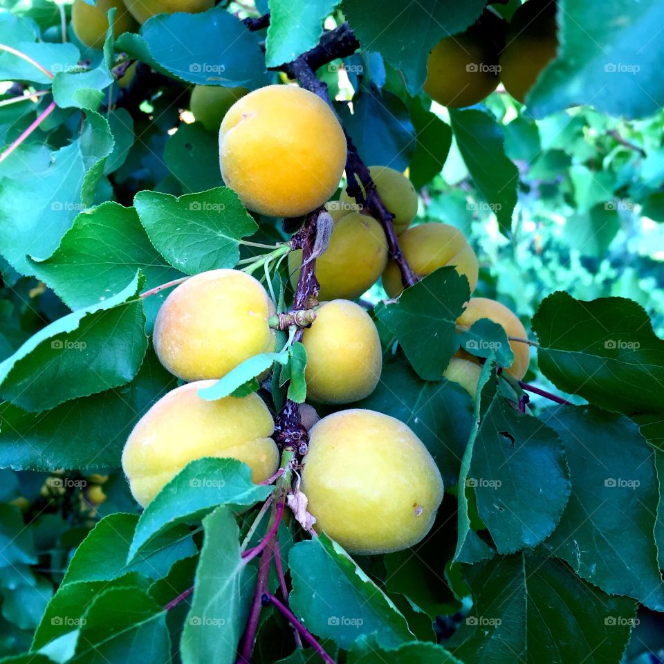 Abricots 