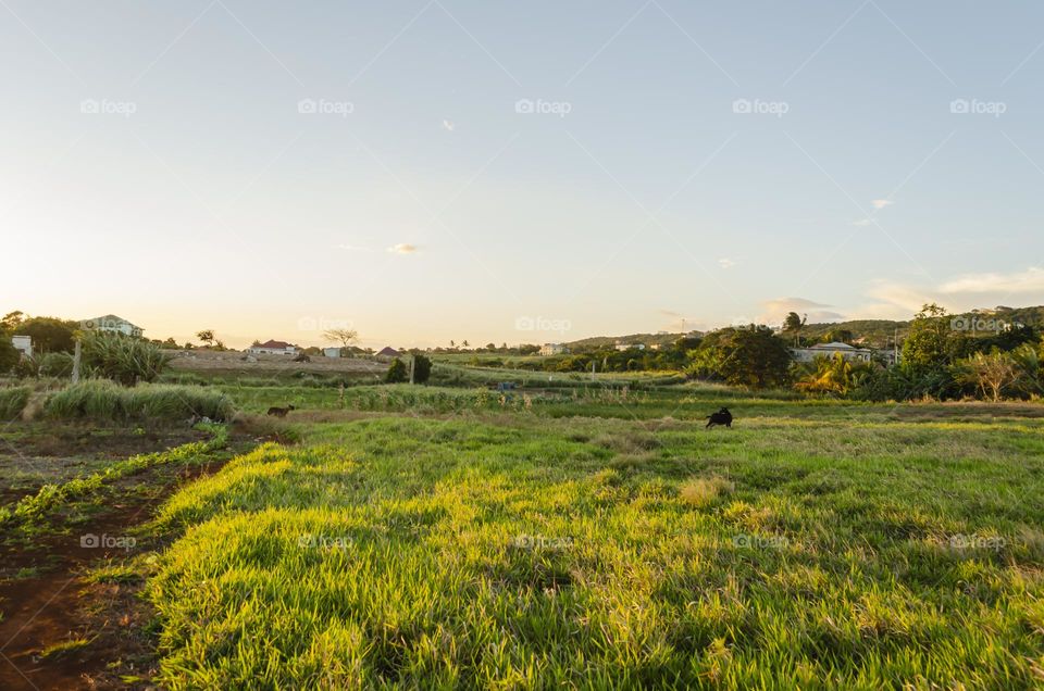 Evening Sun On Landscape