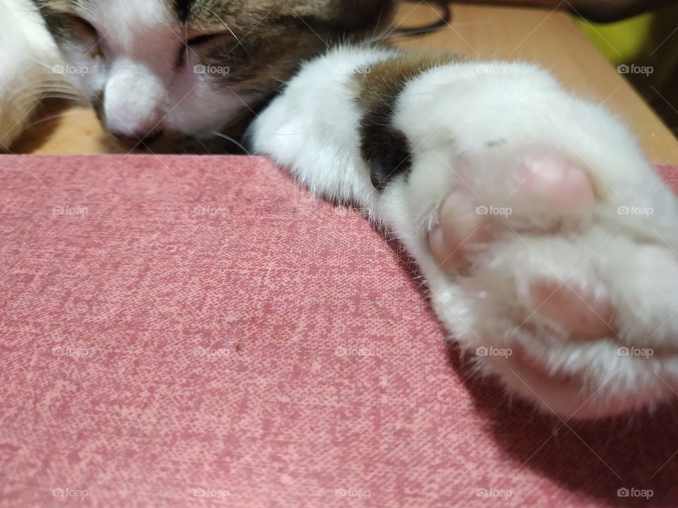 cat foot