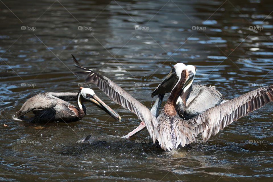 Bird, Wildlife, Water, No Person, Waterfowl