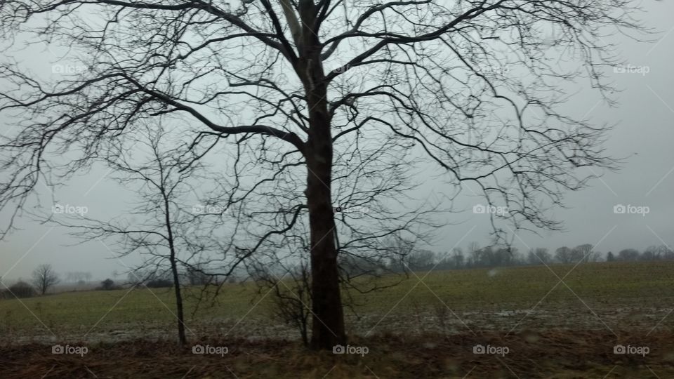 Tree, Landscape, Wood, Fog, No Person