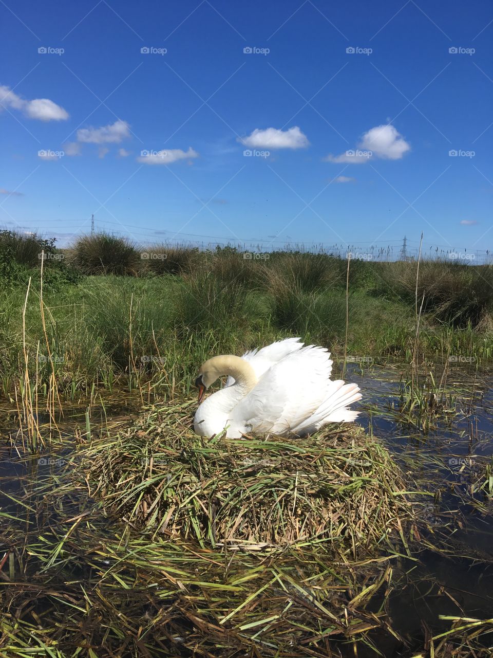 Swan on her nest, comfortably tending her eggs.  Beautiful nest, backed by reeds. Taken on a sunny May Day.