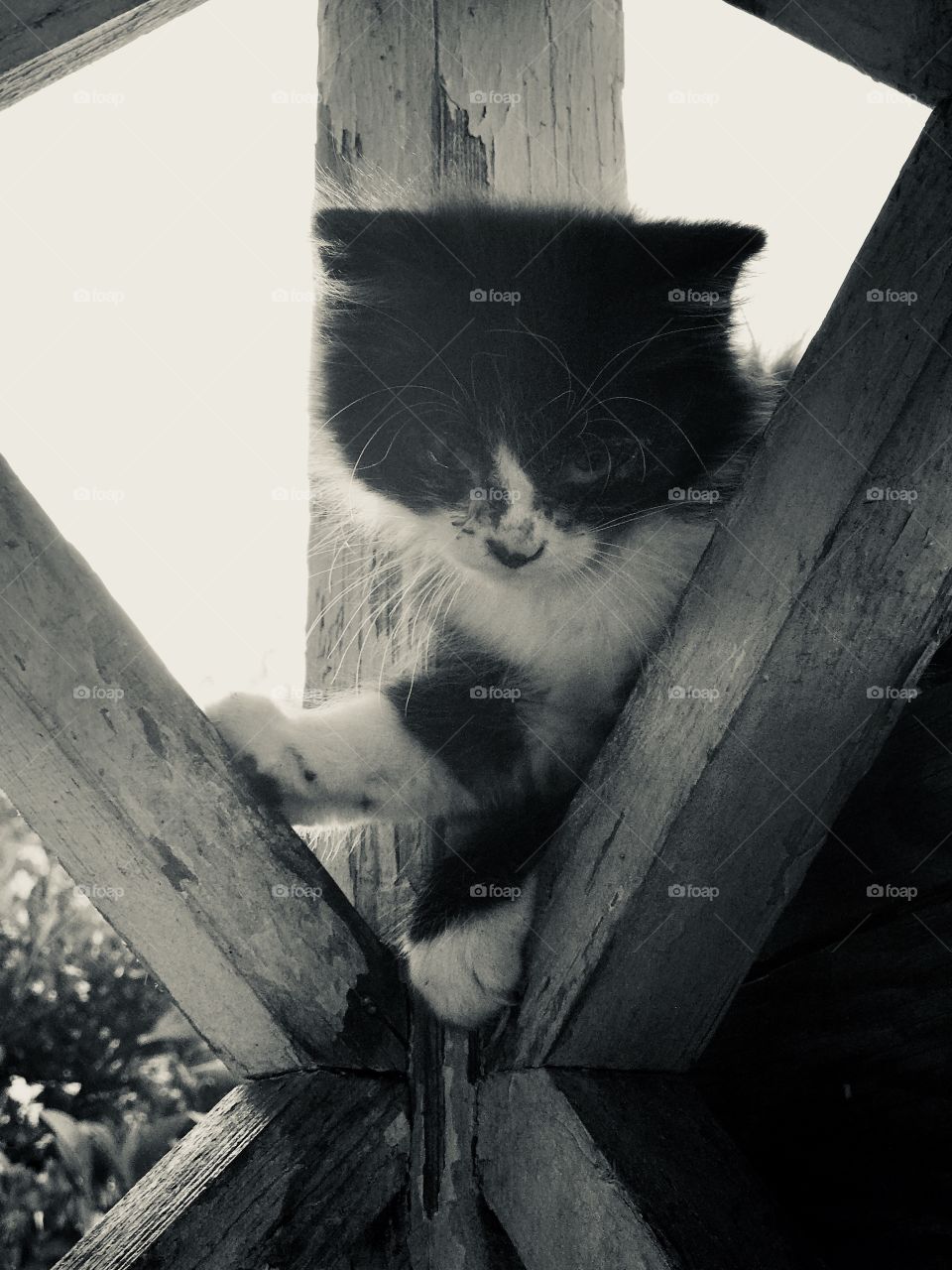 Hold it tight pretty Kitty