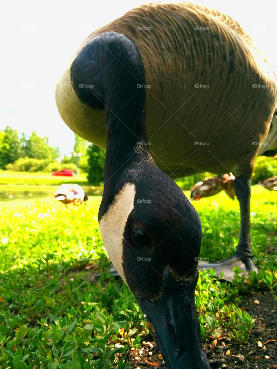 Close up goose eating. Goose let me get really close to take picture while he was eating
