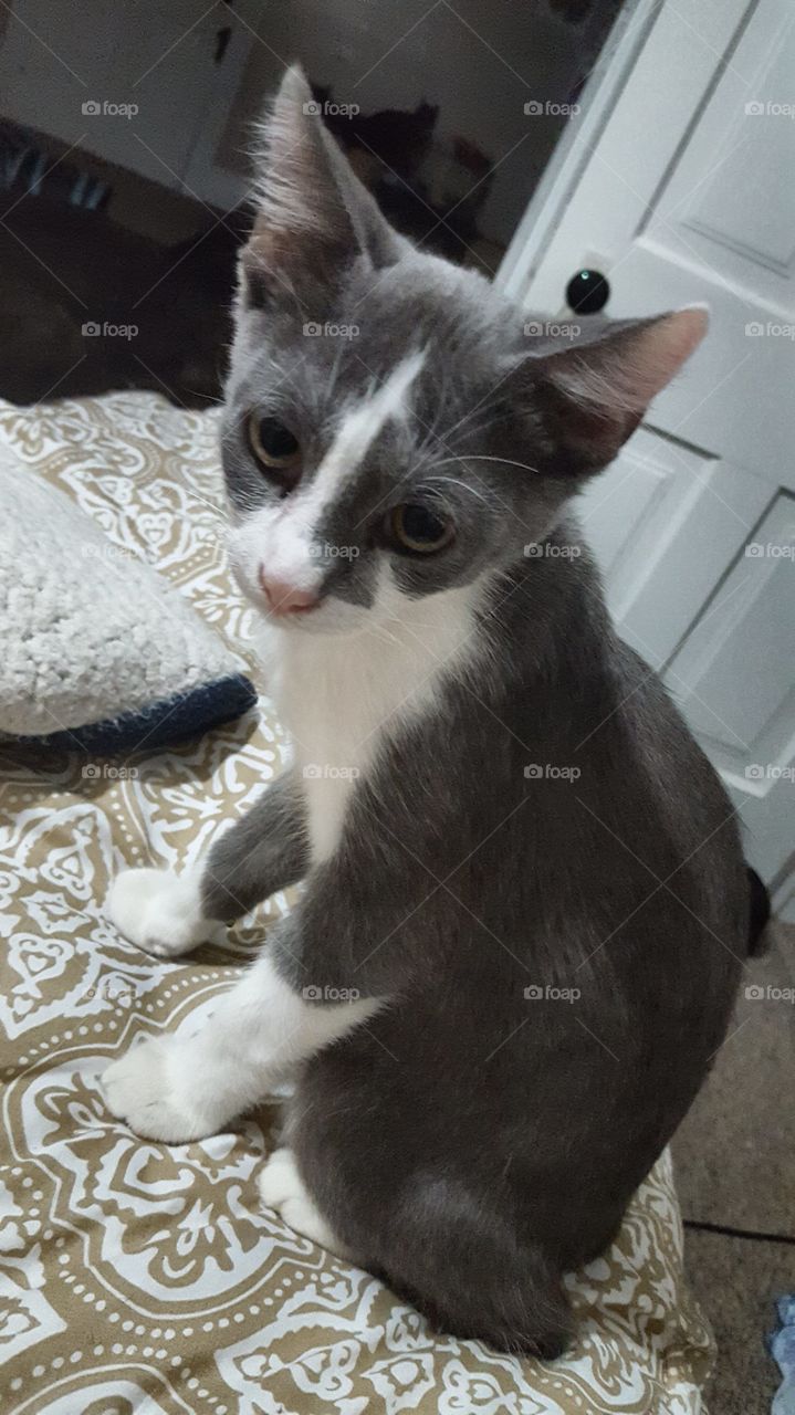 kitty cat sitting on the bed looking at me