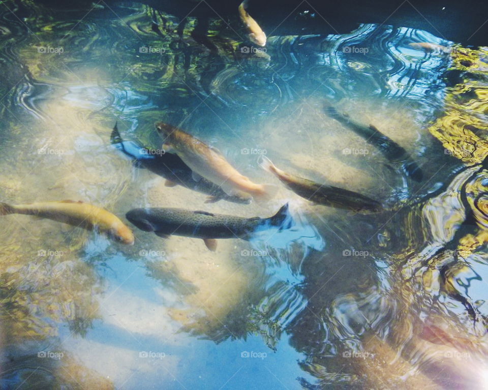 Golden Trout. Golden Trout in the lake