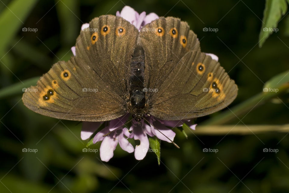 Woodland ringlet