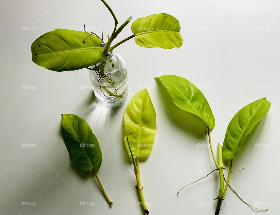 Plants in water bottles 