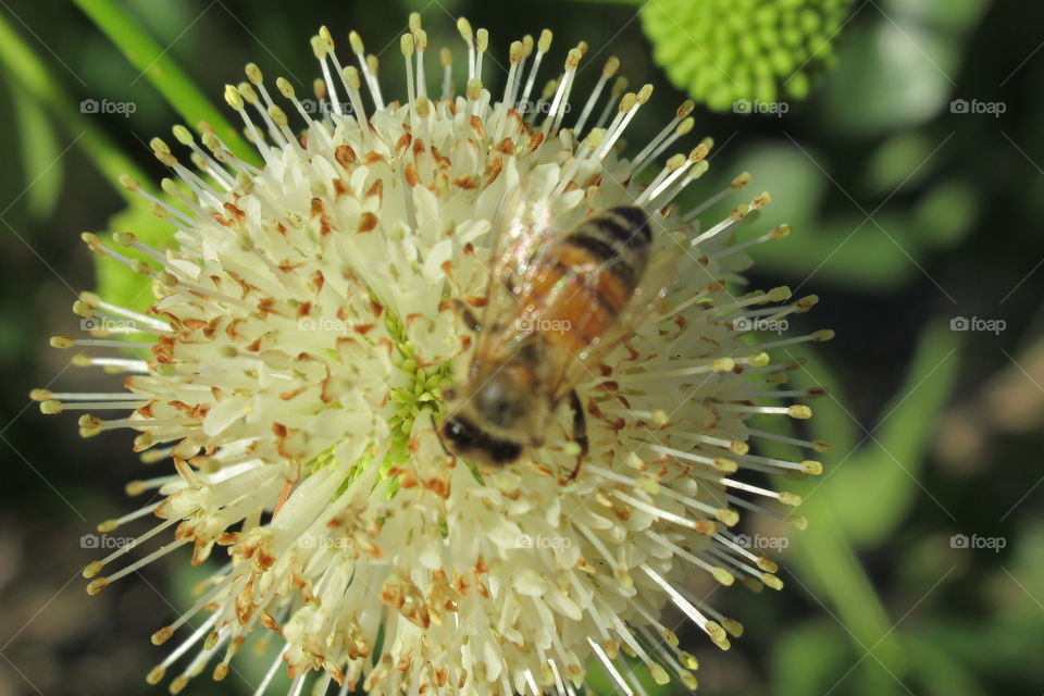 Bee