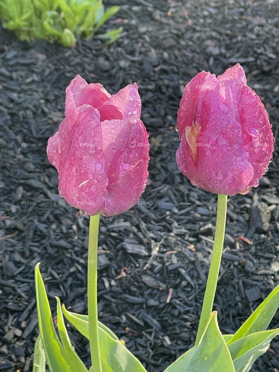 Pretty as a tulip