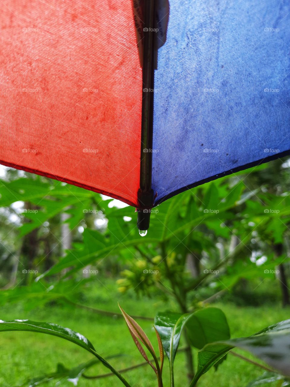 Raindrops fall on umbrella on a rainy day