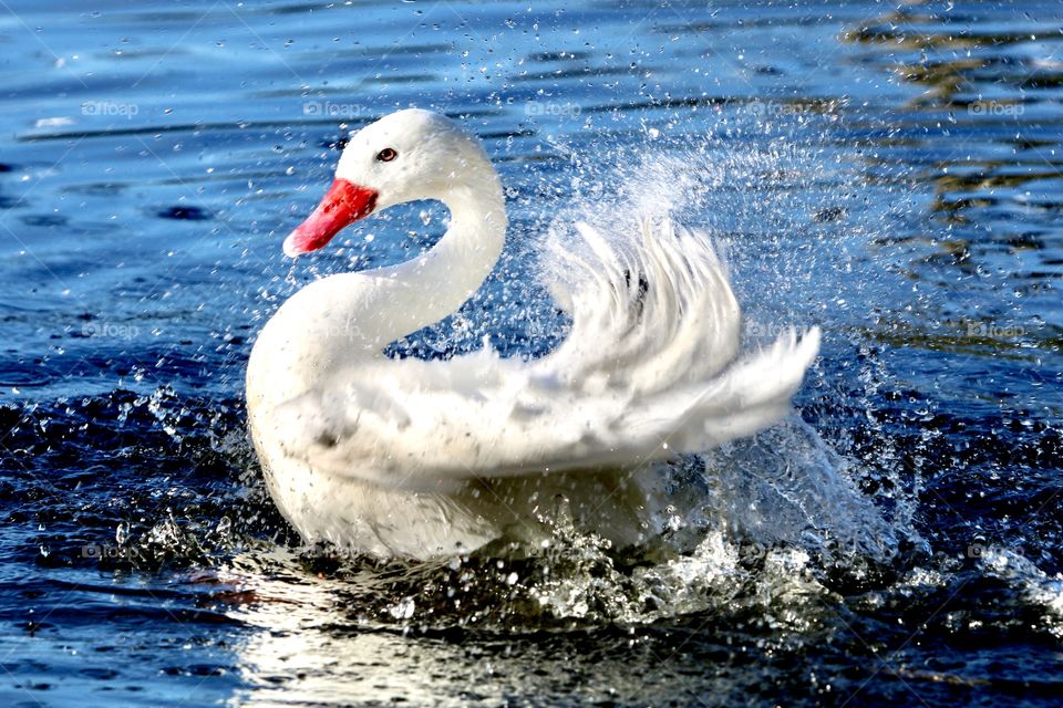 swan