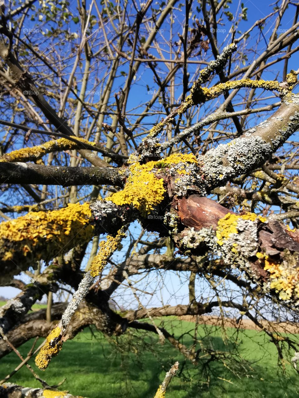 Flechten am Apfelbaum