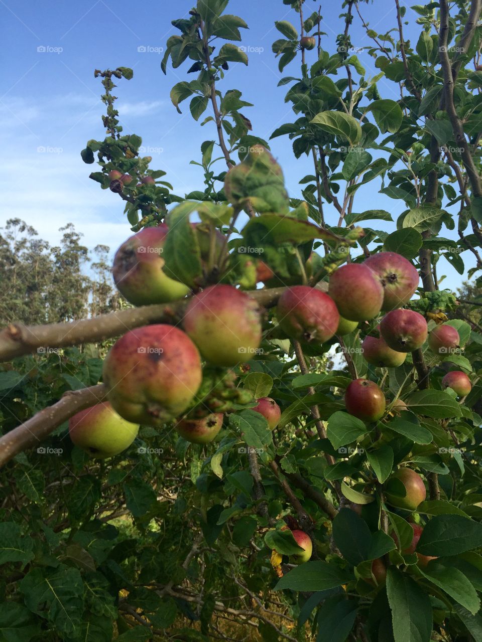 Apple tree full of apples