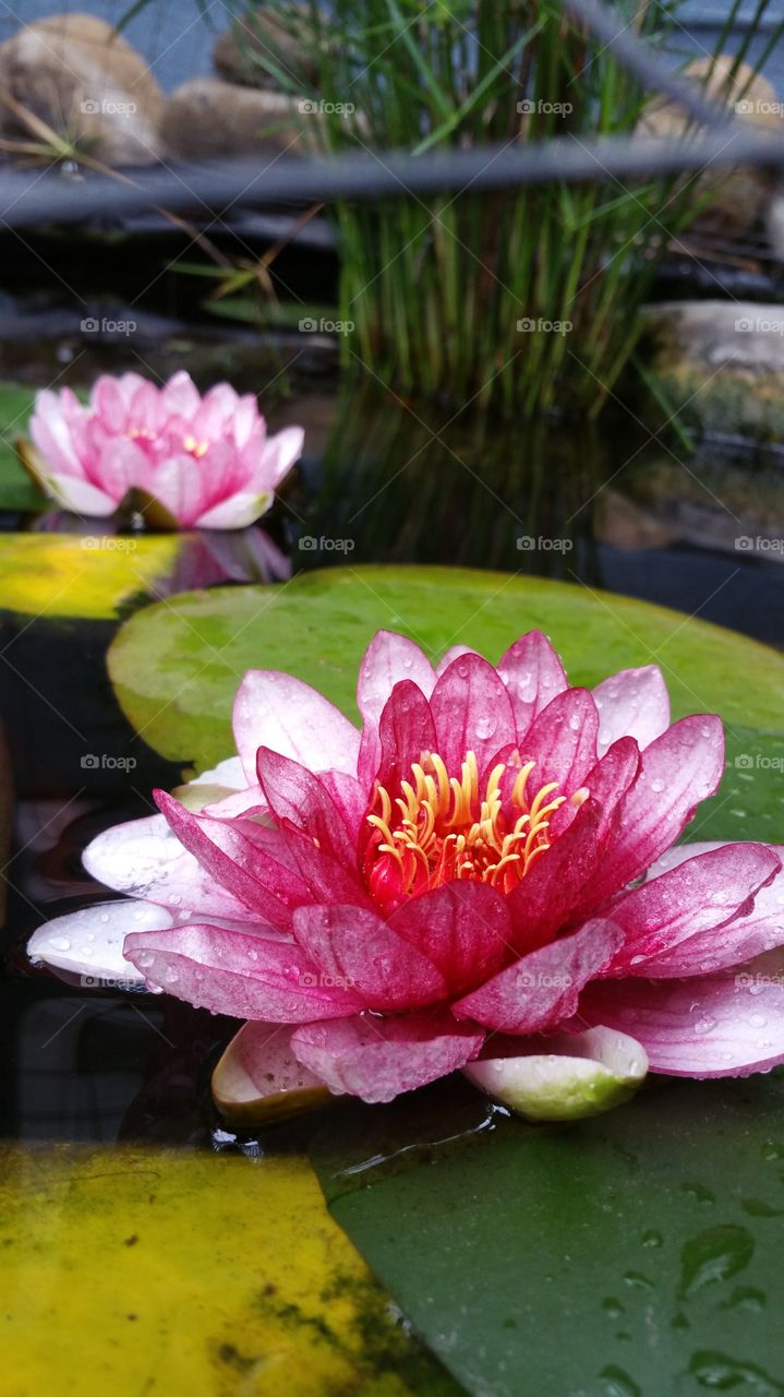 Lotus, Flower, Pool, Lily, Garden