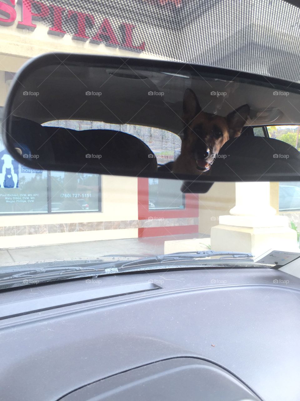 Dog in rear view mirror . My dog is at the vet today. She seem to recognize it. 