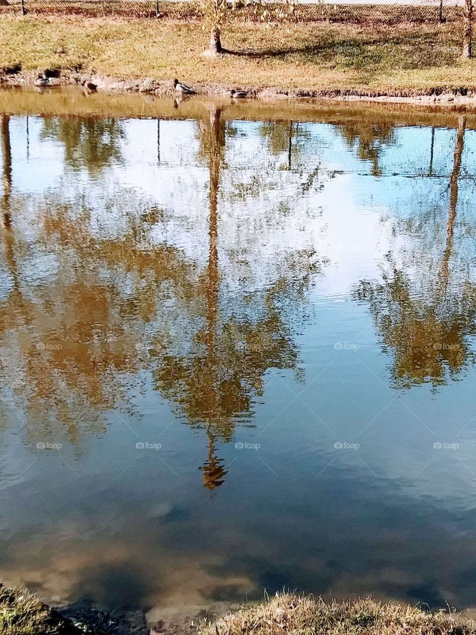 trees reflected in water