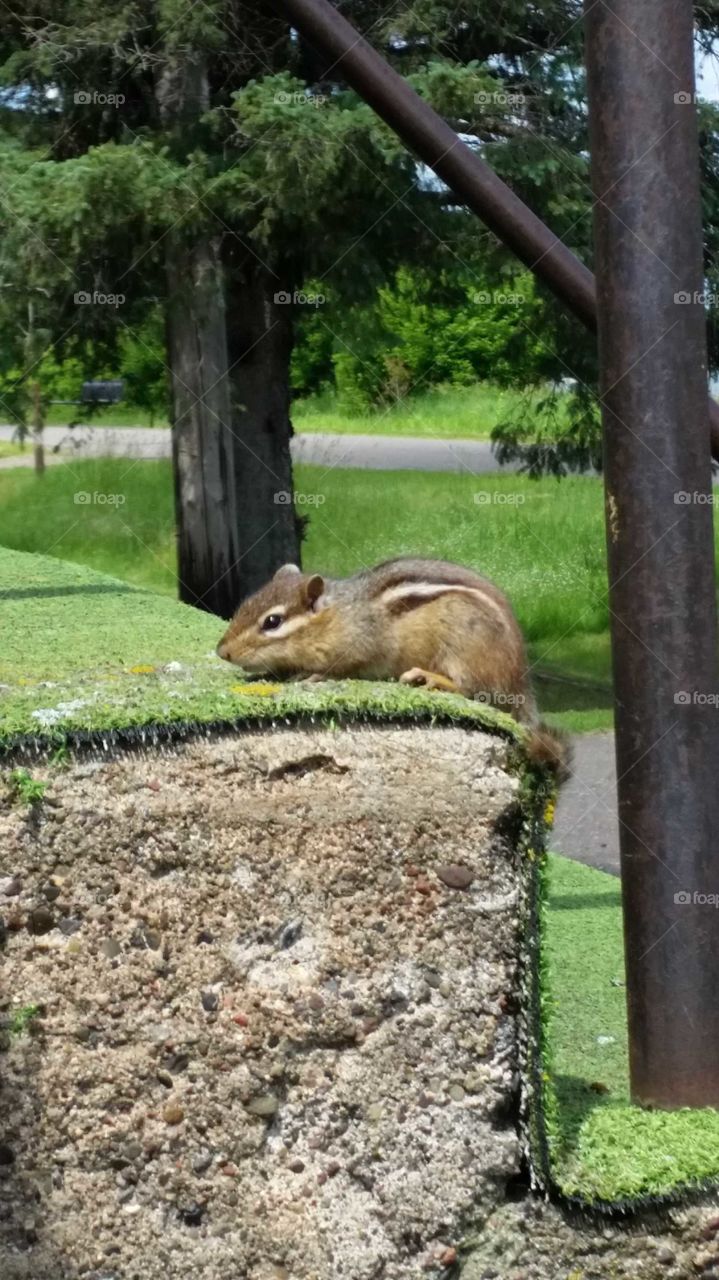 Chipmuck on steps