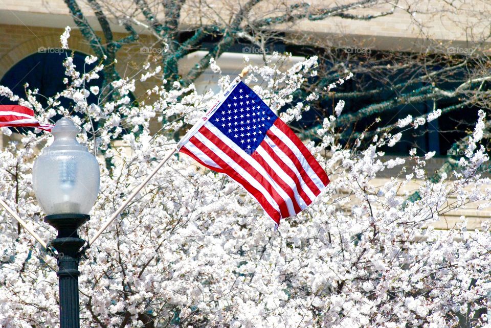 Cherry Blossoms in DC