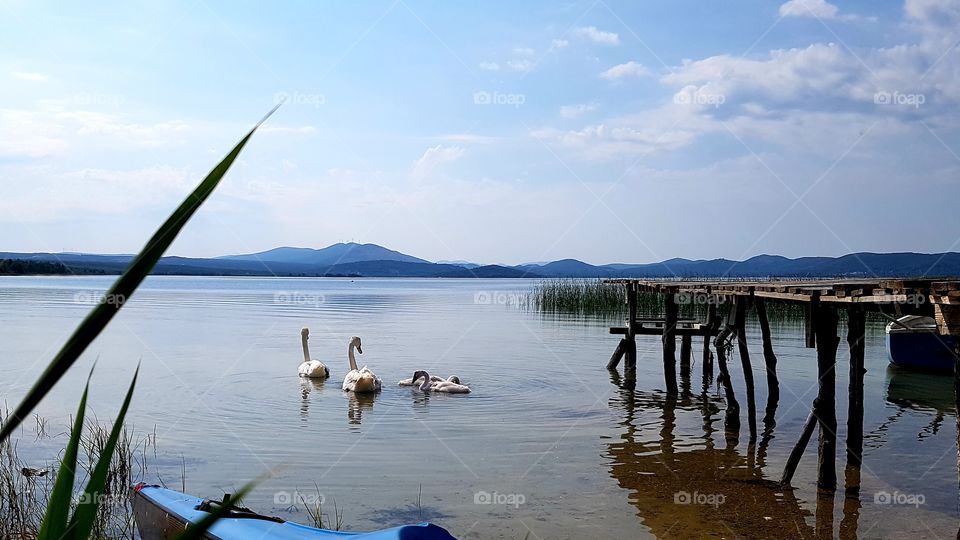 Swans on lake skradin, Croatia