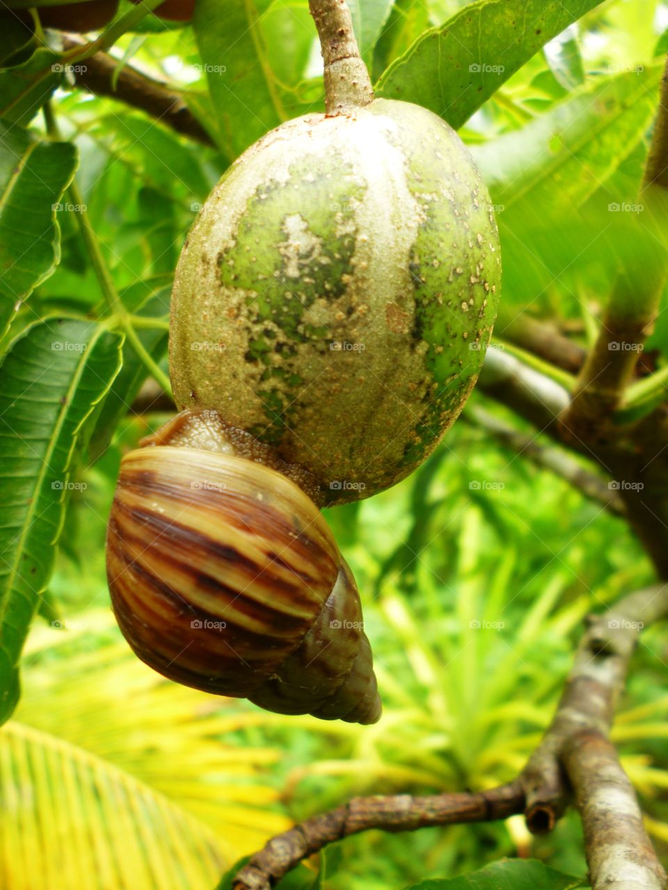 hanging. hanging animal on the fruit