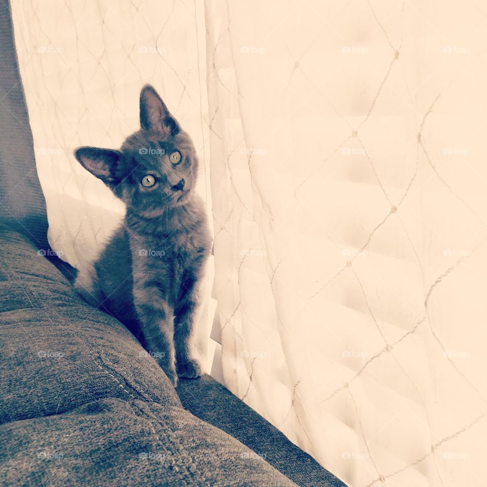 Cat, Pet, Animal, Domestic, Kitten