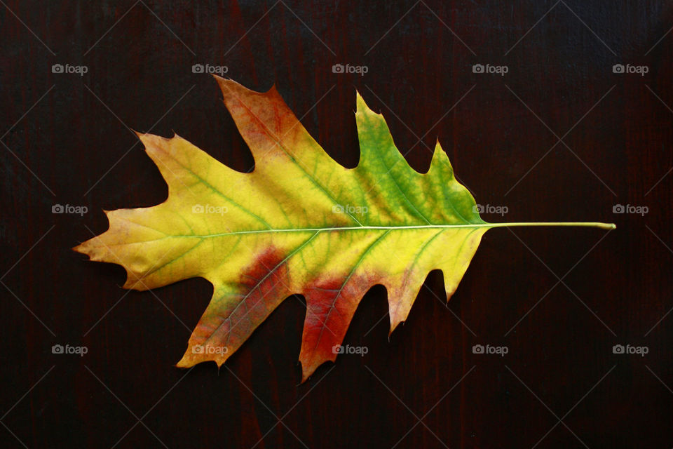 Autumn leaf