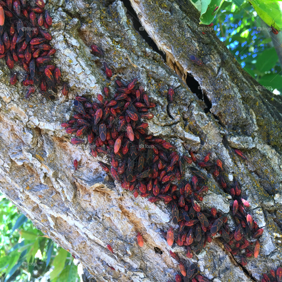 Large group of insects on tree bark