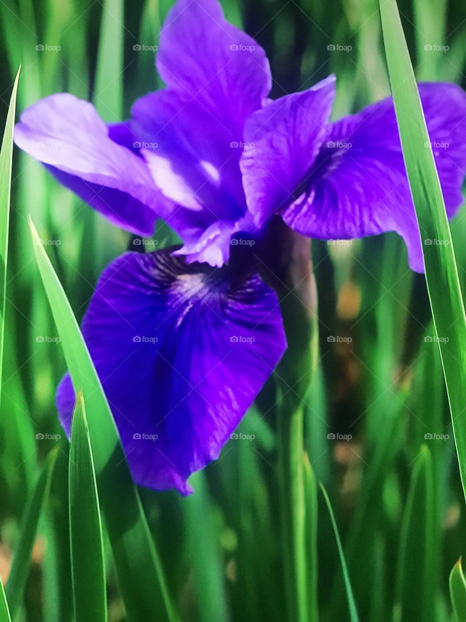 Tulip purple lilies 