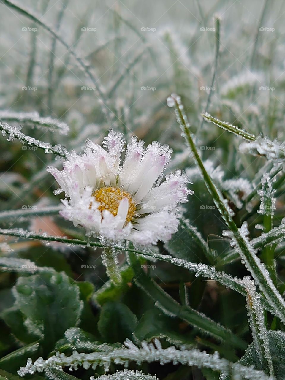 frosted Daisy