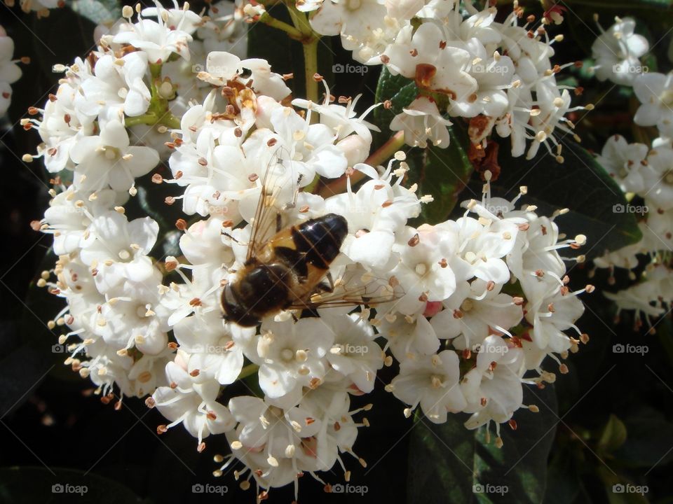 White flowers and a bee