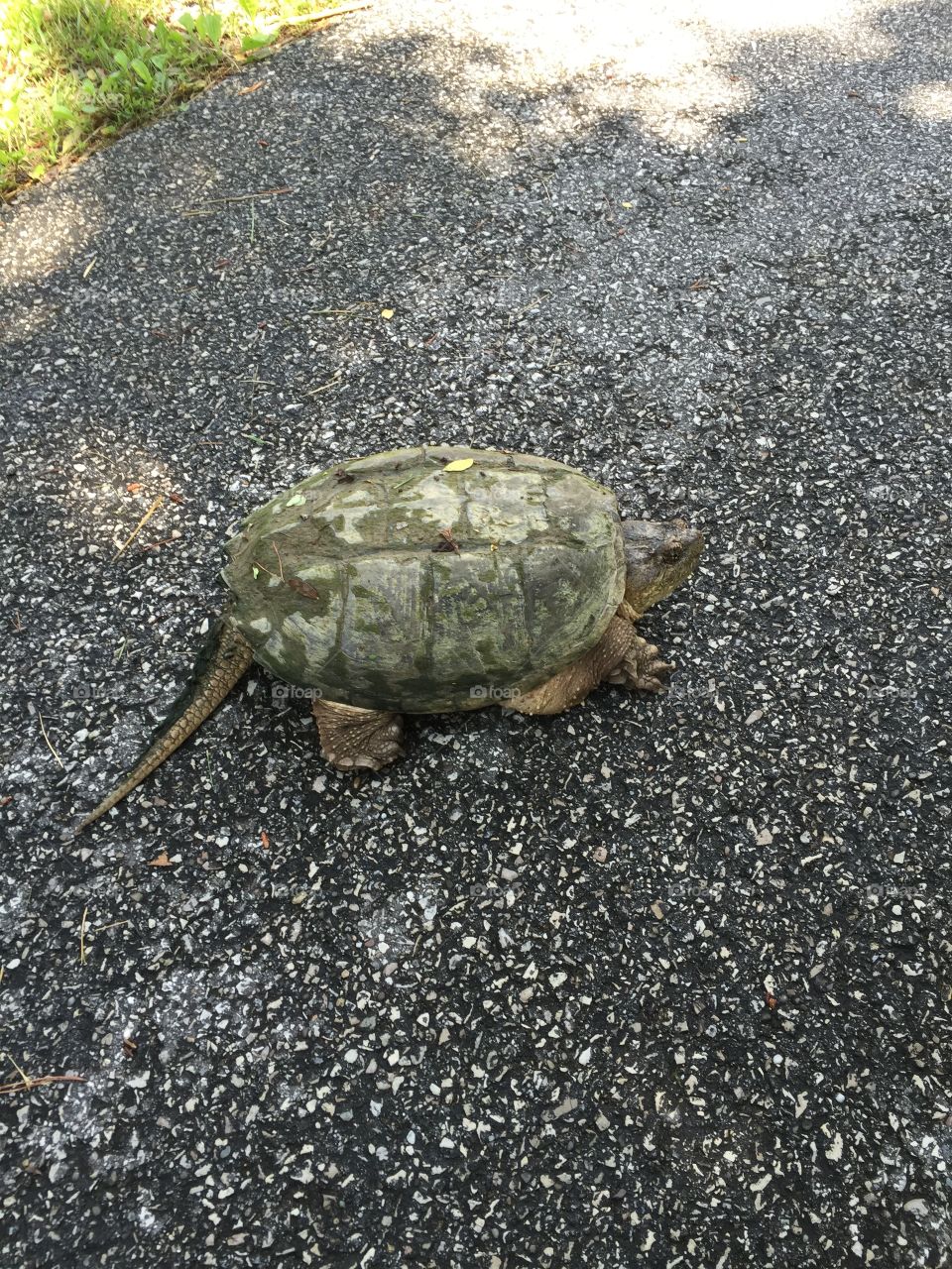 Snapping turtle 