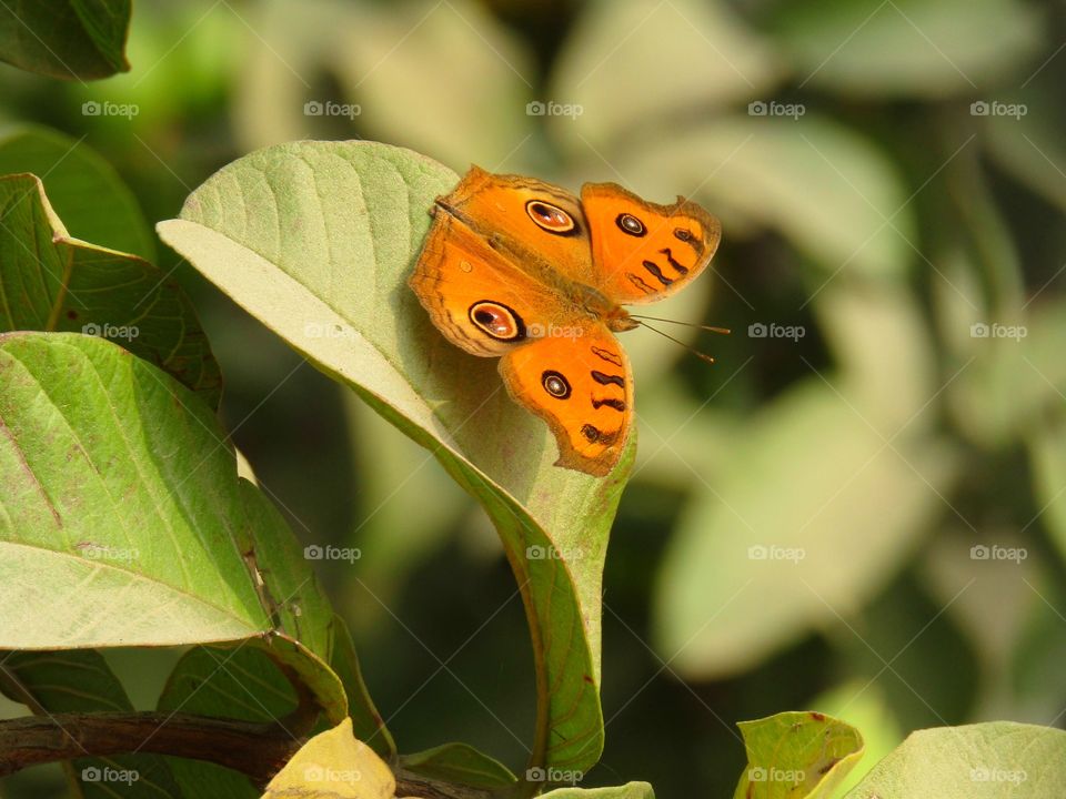 Beautiful orange colour butterfly or Junonia almana, the peacock pansy, is a species of nymphalid butterfly found in South Asia.