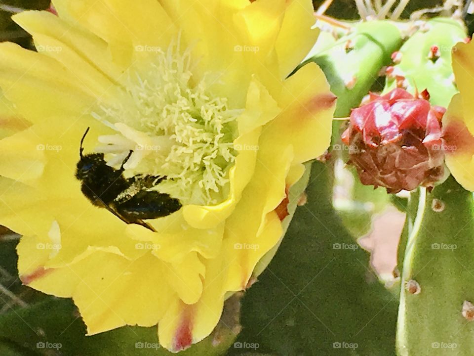 The bee satiates it’s drive to pollinate on a vibrant yellow cactus flower with lush petals open wide in the springtime sunlight.