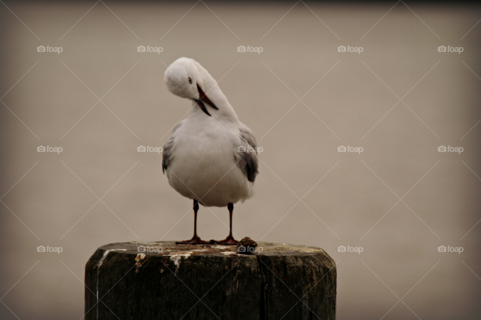 Mr seagull