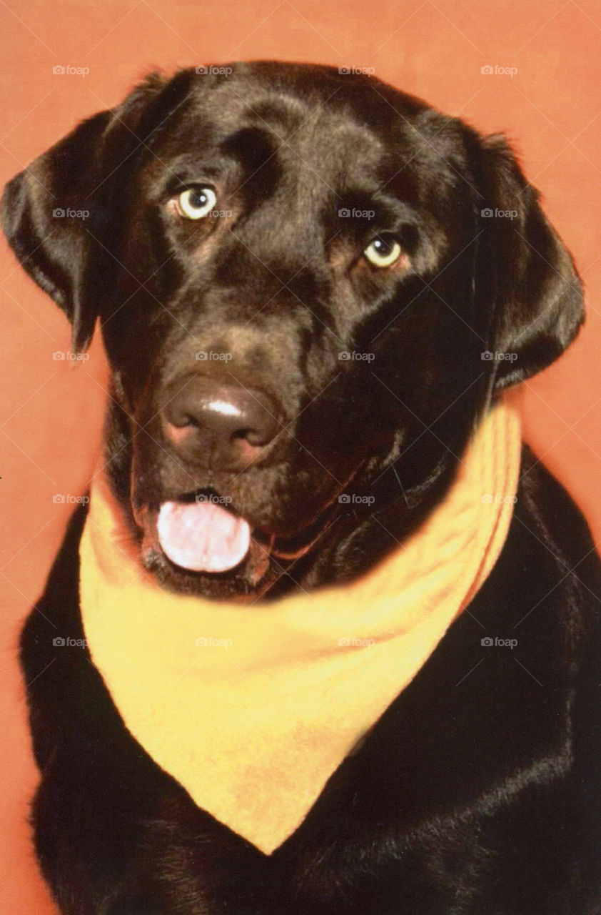 Chocolate Labrador retriever 