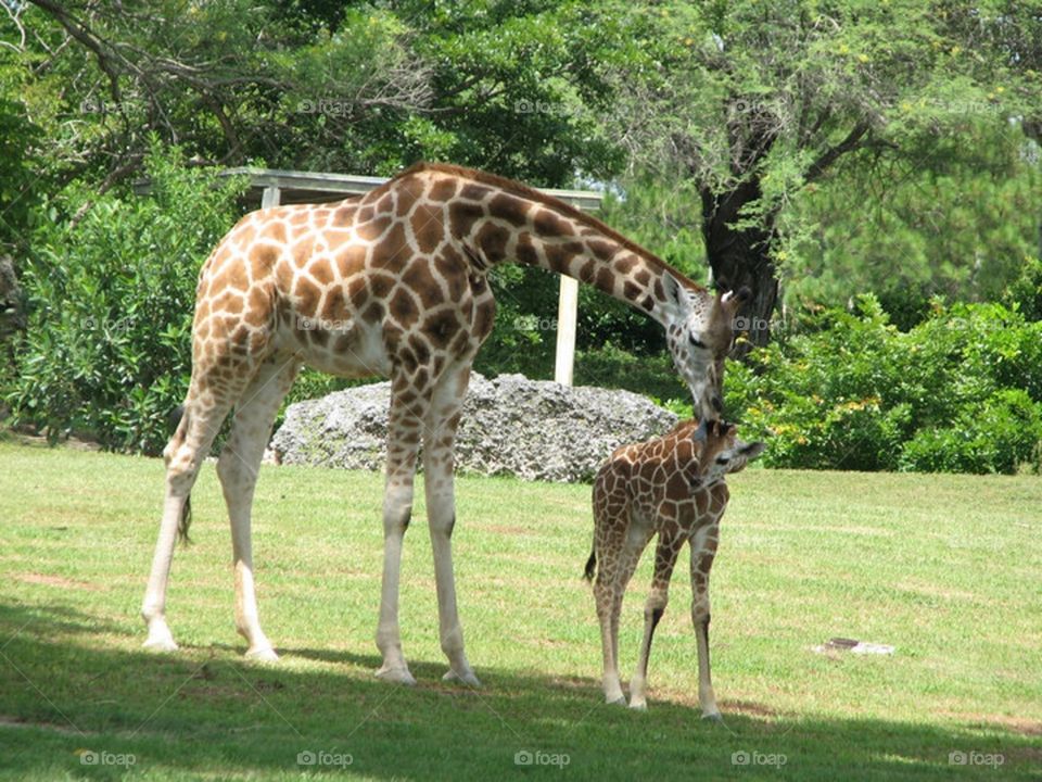 Giraffe parenting.