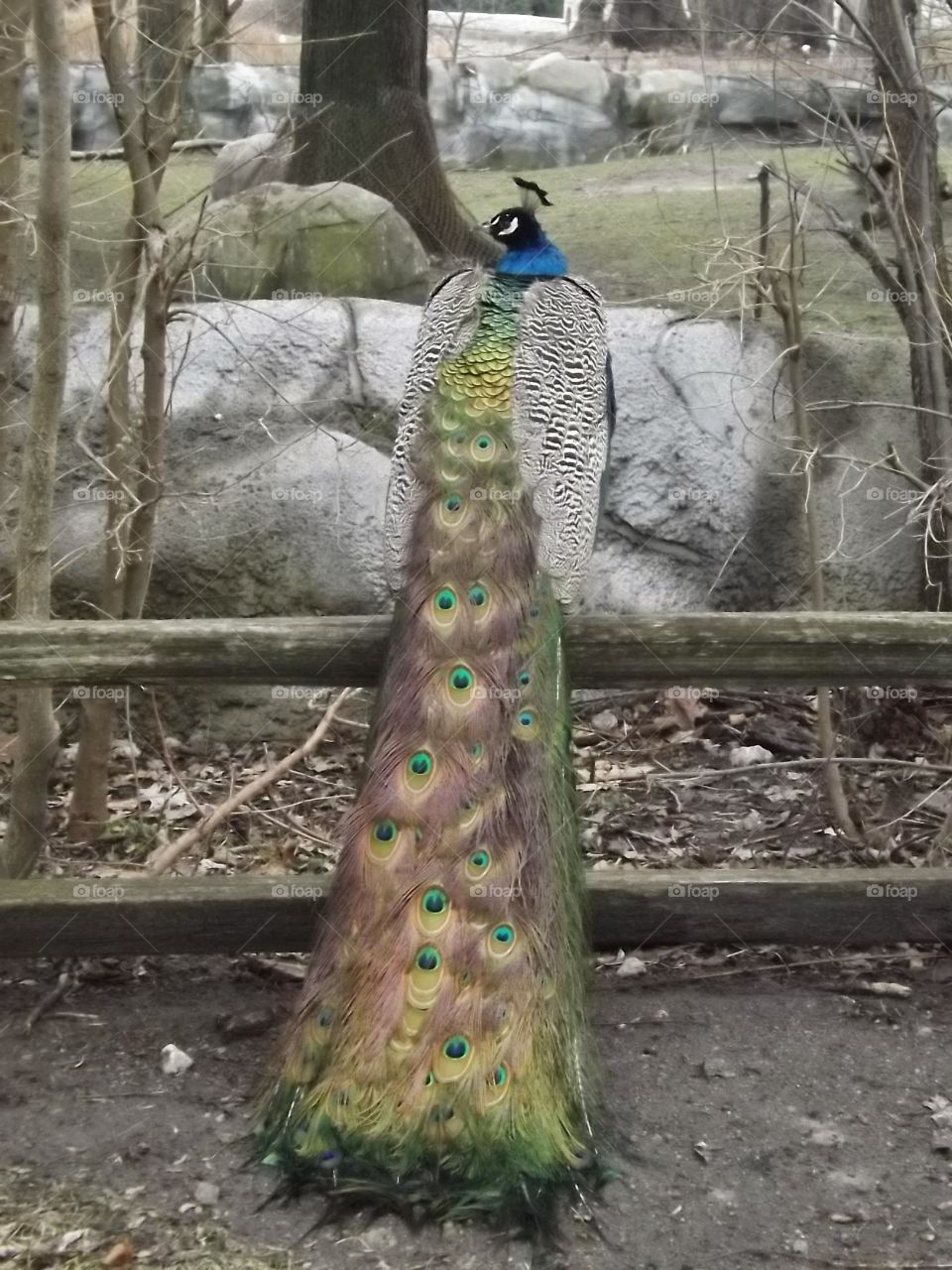 peacock. peacock at the detroit zoo