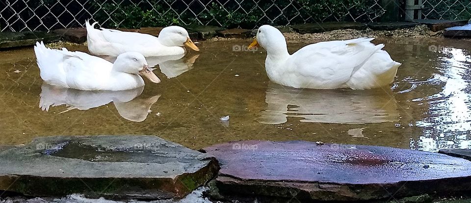 a family of ducks swimming in a puddle