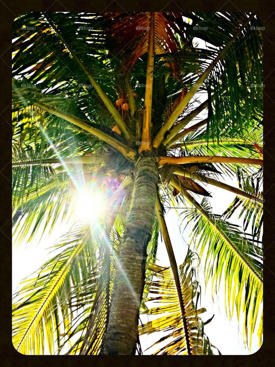 Florida palm trees