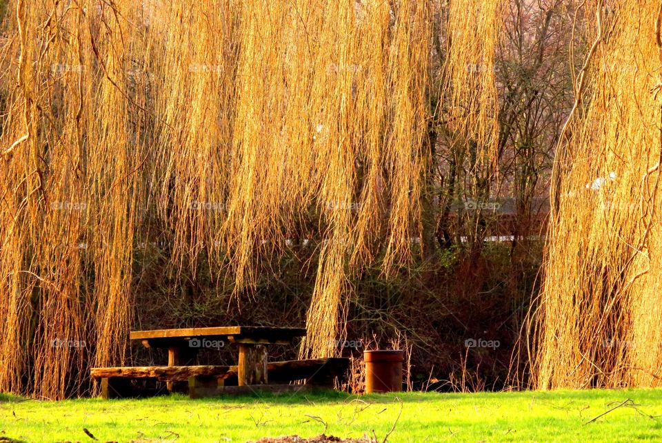 weeping willow