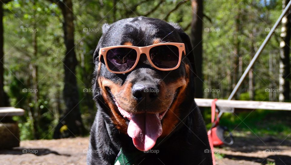 Portrait of dog with sunglasses