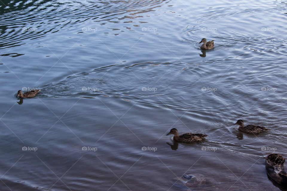A mother duck and her babies travel on the warm waters of a mountain reservoir. 