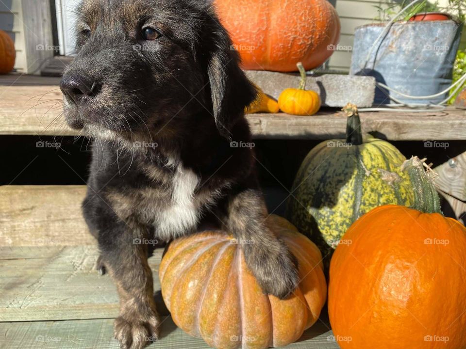 Close to Halloween we welcomed a new member to our family. He is the noble Guinness "the Snout".