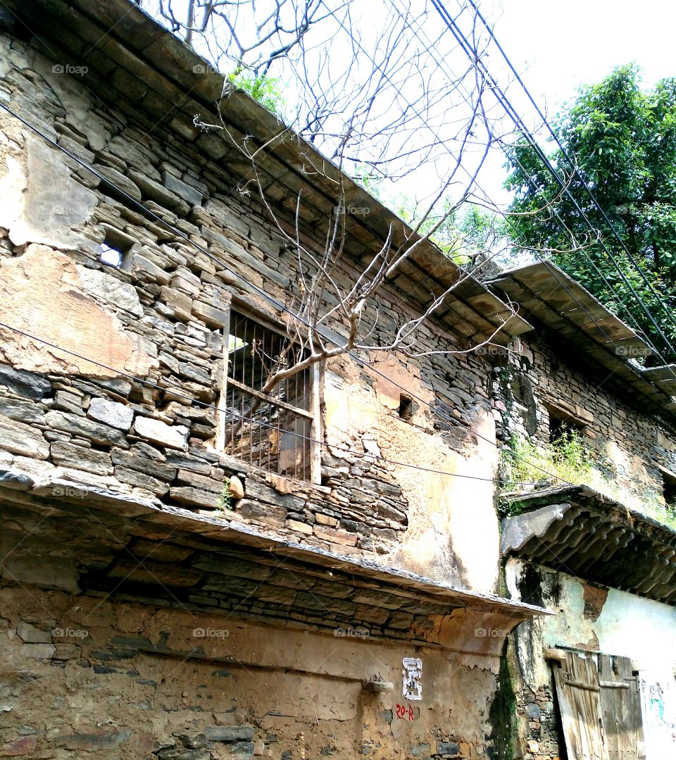 tree growing through a window