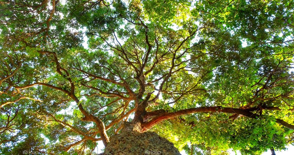 Tree 
Branches will provide shade.