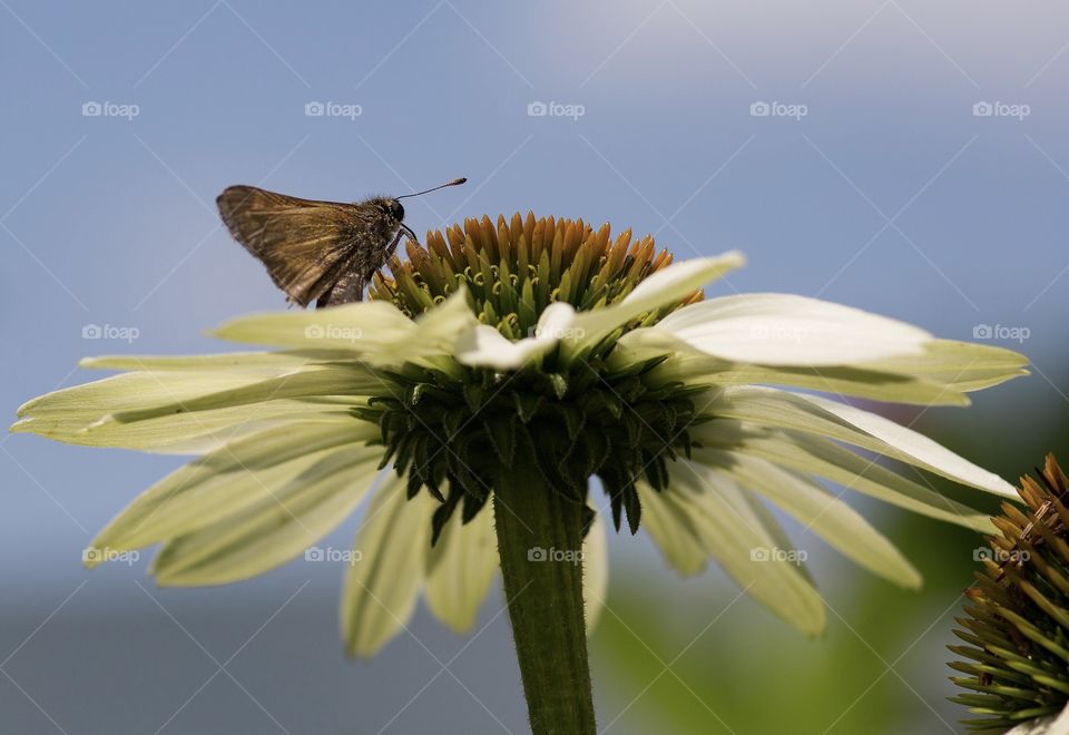Butterfly on echinacea flower