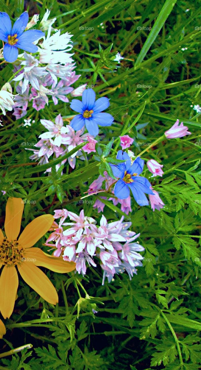 PLANT, GARDEN, LEAVES, FLOWERS, ENVIRONMENT.