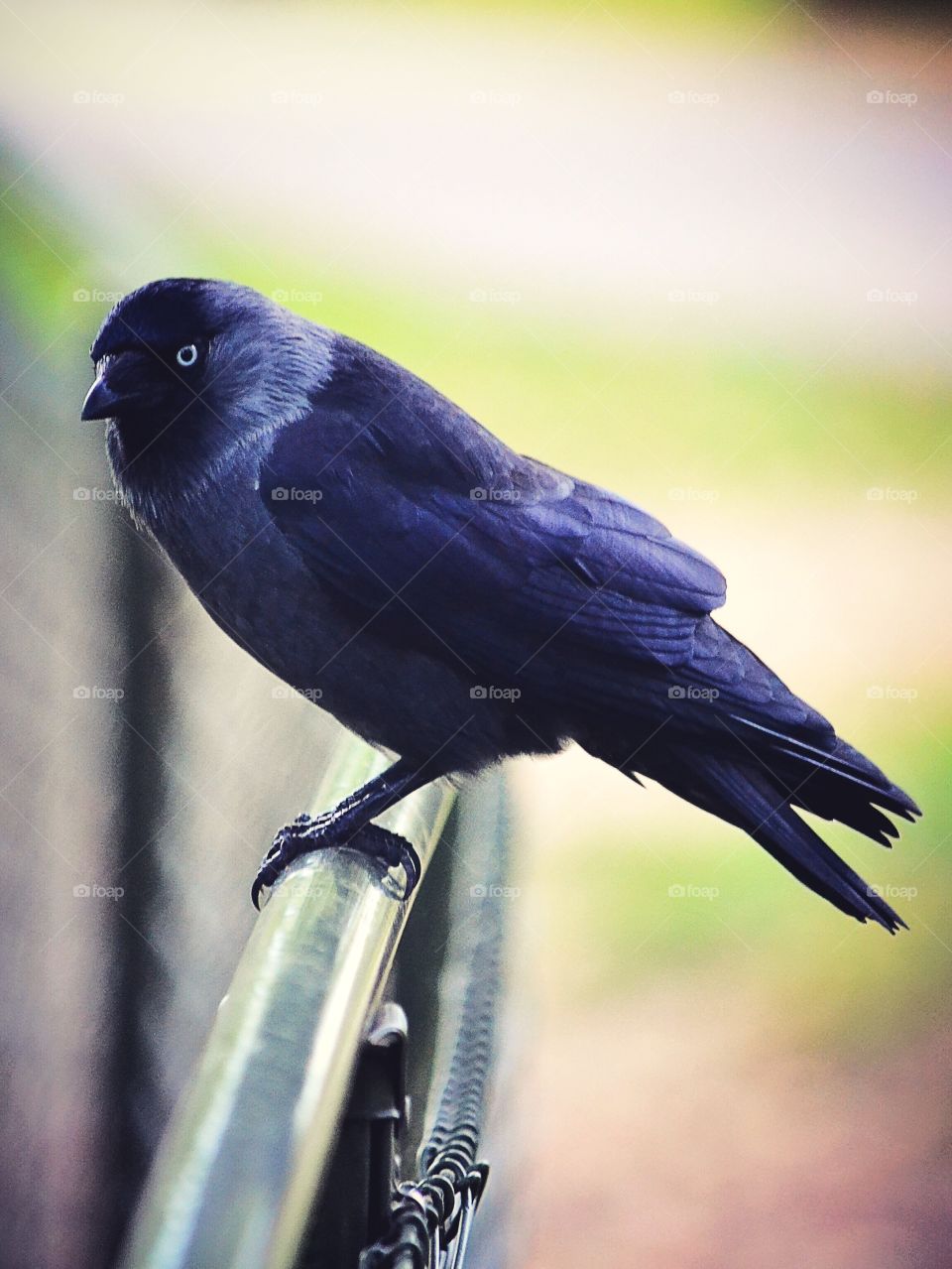 Jackdaw on a fence